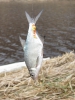 ulov_1001