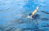 1fl