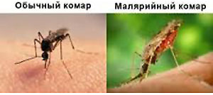 komar8768
