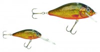 Crucian Carp