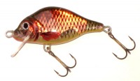 Carp