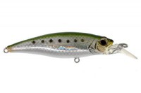 Savoy Shad