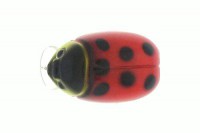Beetit Crank