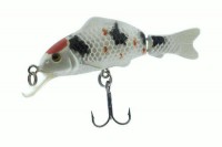Carp Minnow