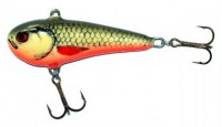 Chubby Darter